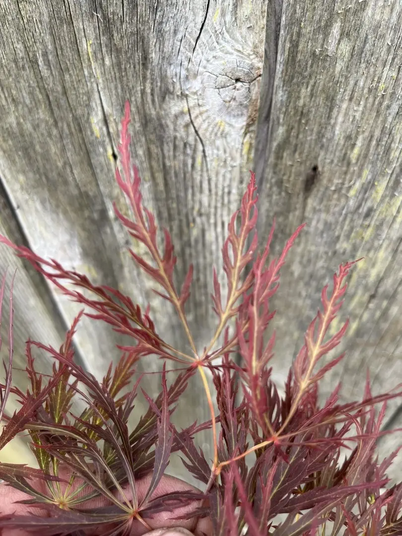 Japanese Maple Acer 'Dissectum Rubrifolium'
