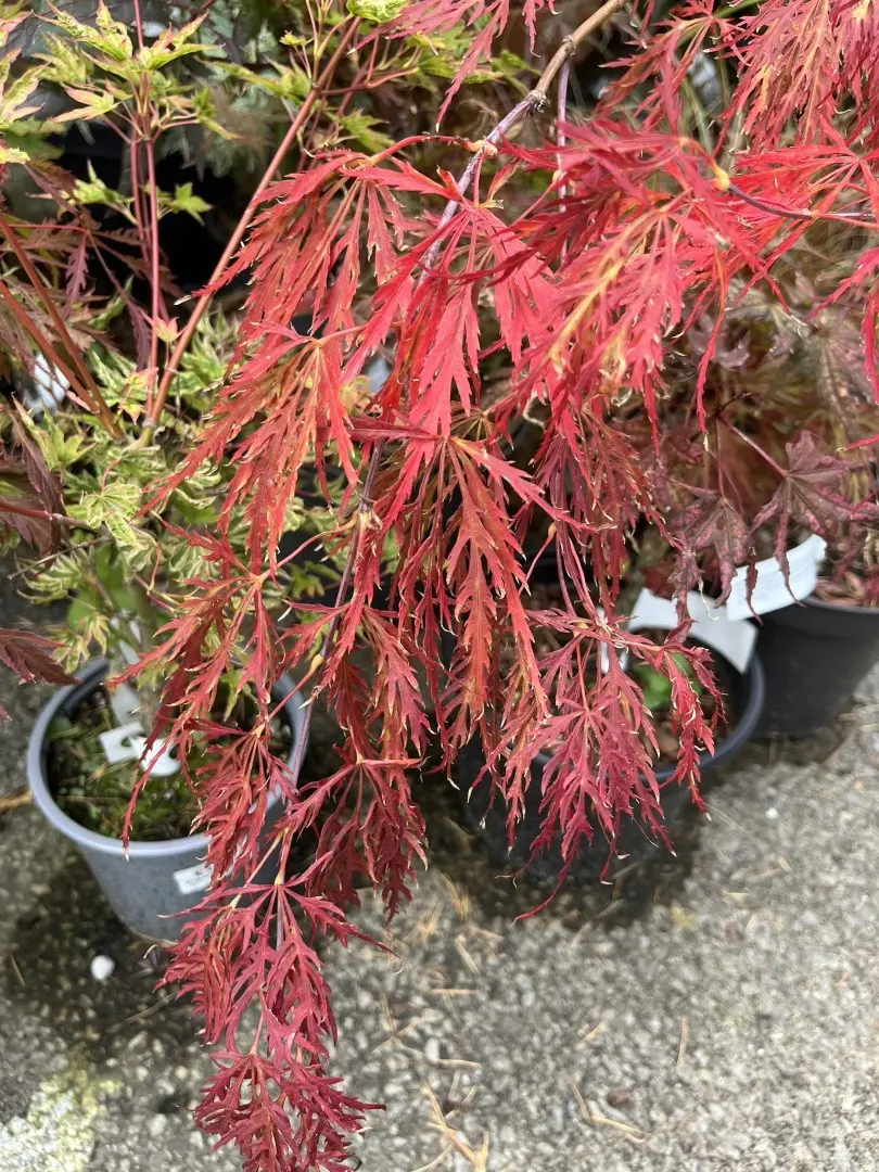 Japanese Maple Acer 'Dissectum Rubrifolium' 20/40cm (3L) - Image 8
