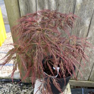 Japanese Maple Acer 'Dissectum Rubrifolium'