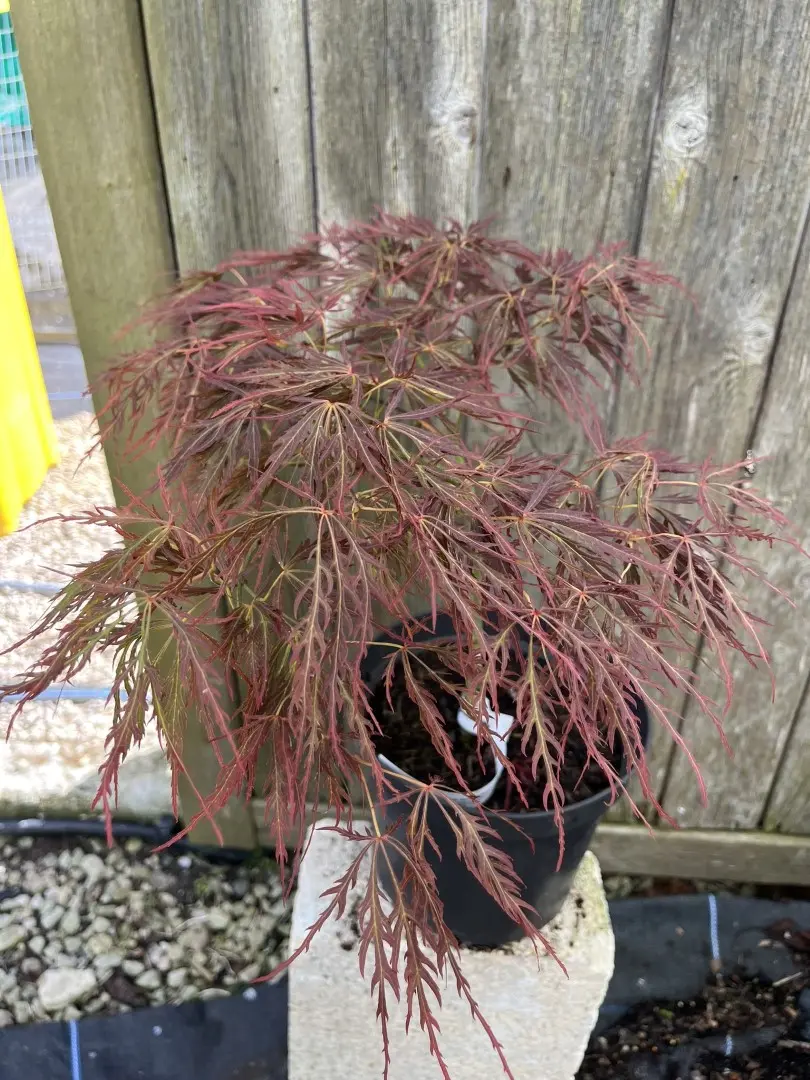 Japanese Maple Acer 'Dissectum Rubrifolium'