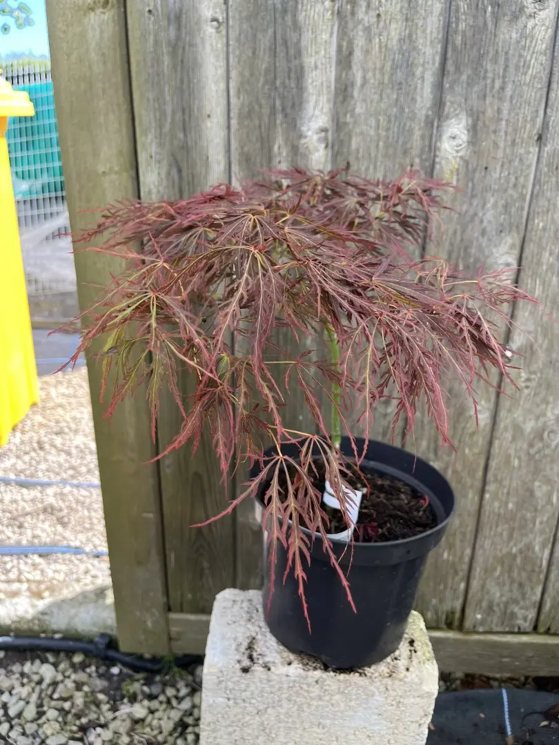 Japanese Maple Acer 'Dissectum Rubrifolium'