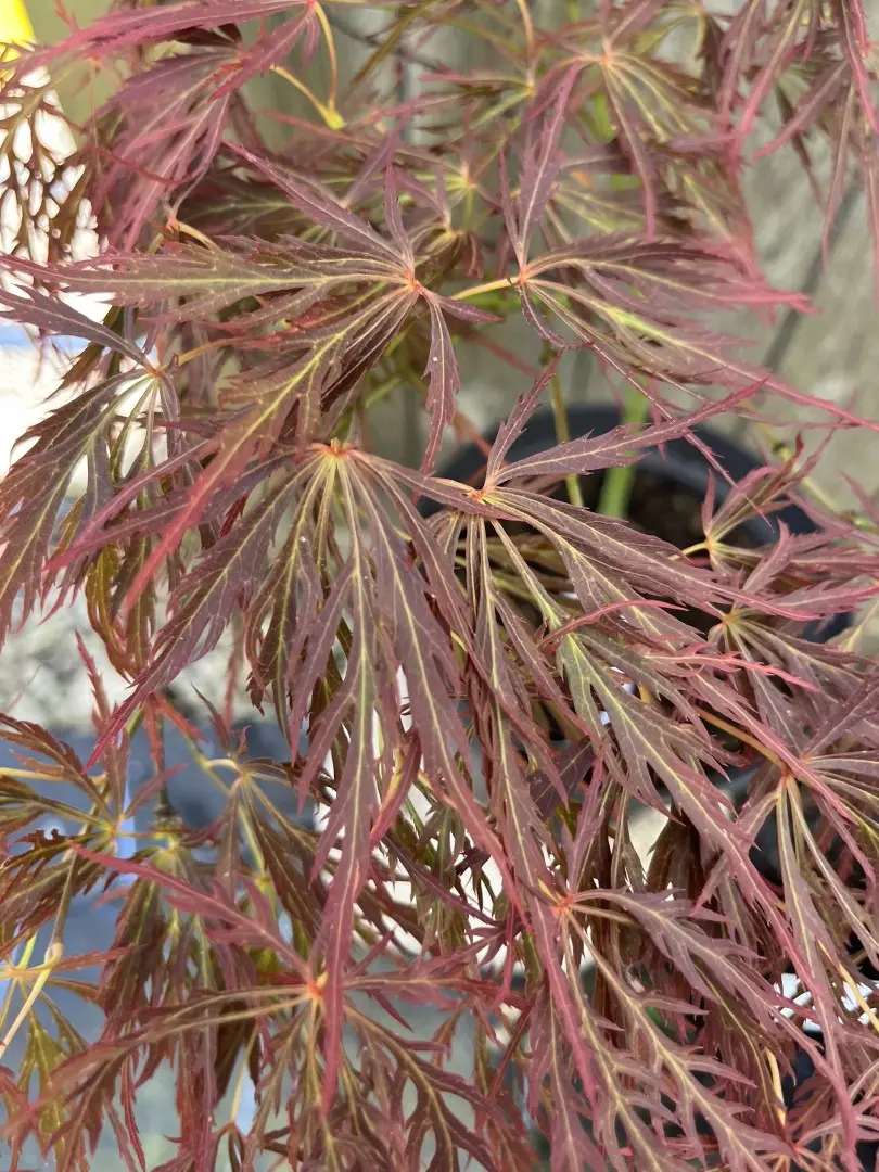 Japanese Maple Acer 'Dissectum Rubrifolium' 20/40cm (3L) - Image 5