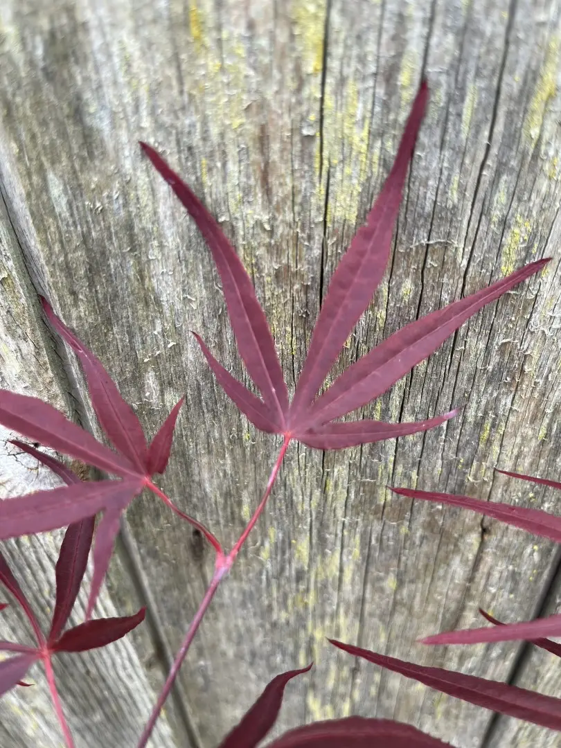 Japanese Maple Acer 'Enkan'