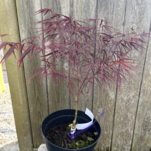 Japanese Maple Acer 'Enkan'