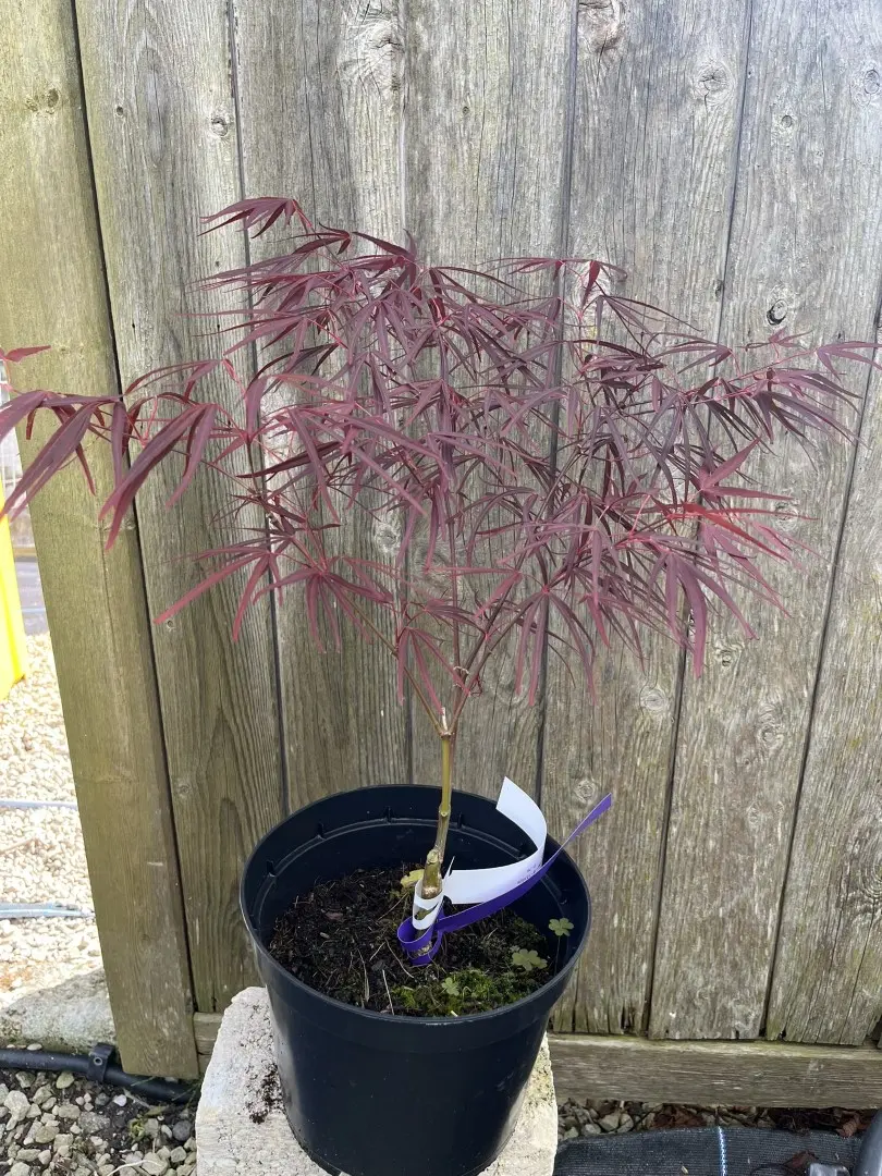 Japanese Maple Acer 'Enkan'