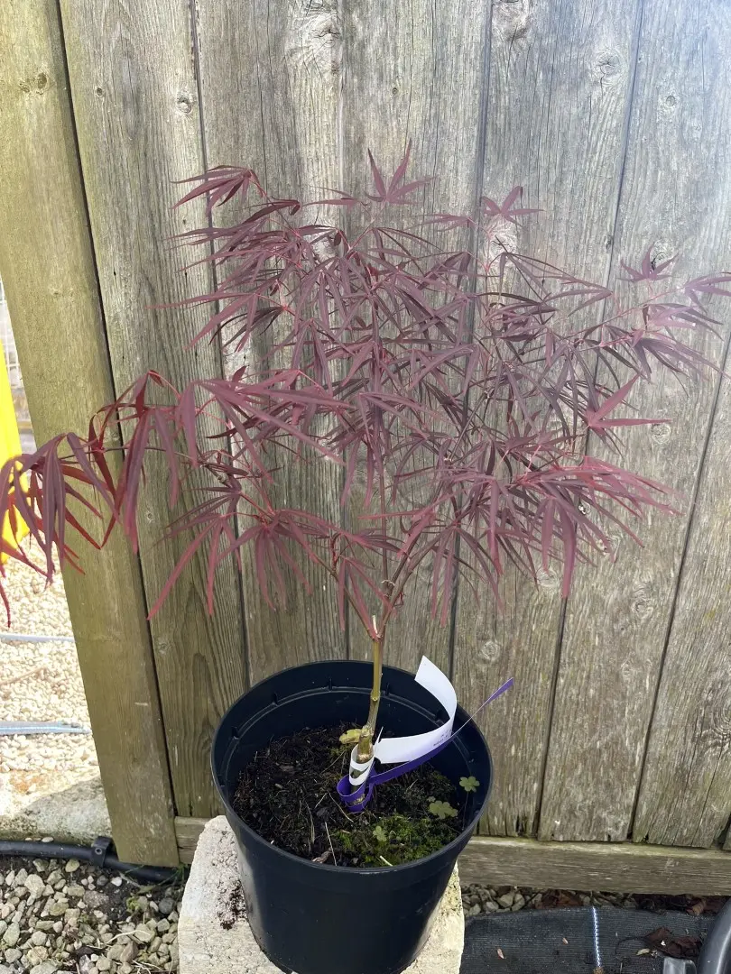 Japanese Maple Acer 'Enkan'