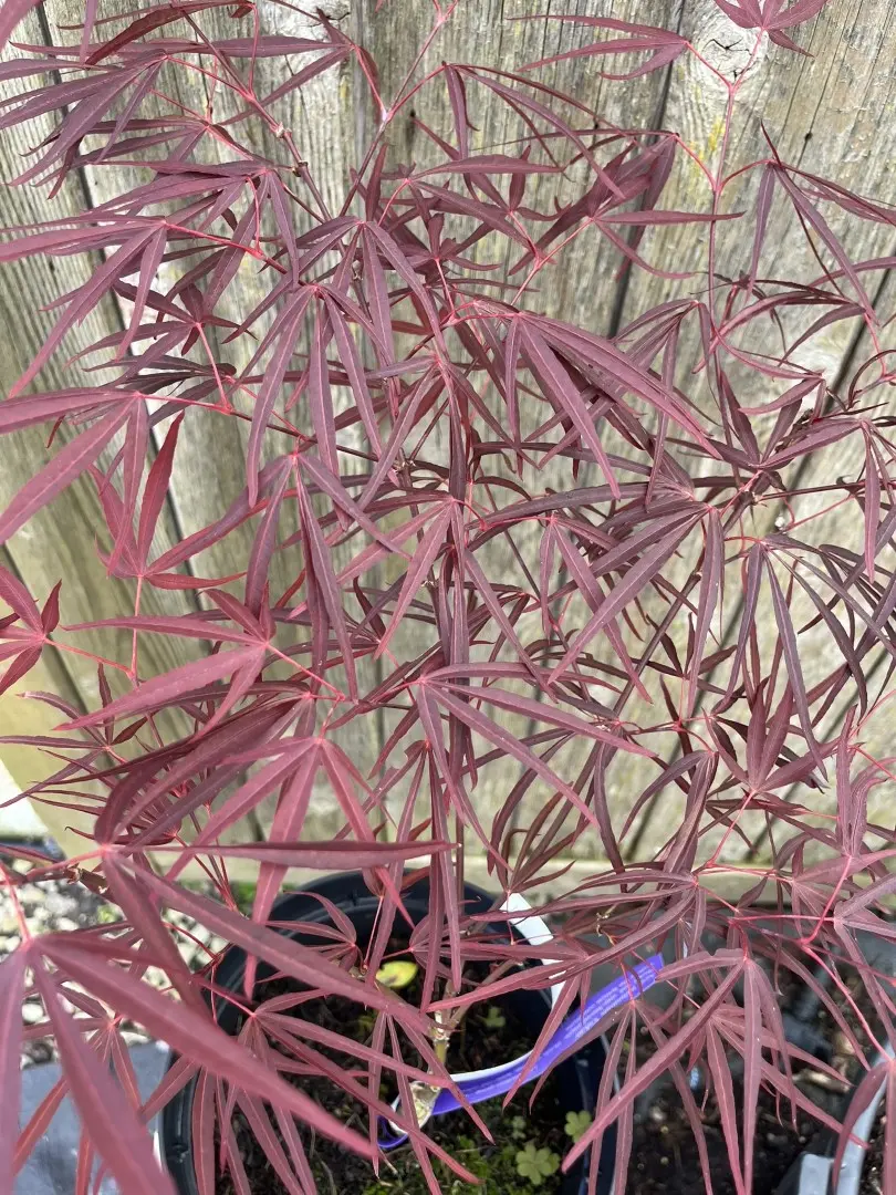 Japanese Maple Acer 'Enkan'
