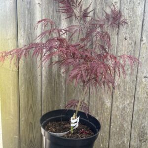 Japanese Maple Acer 'Ever Red' 20/40cm (3L)