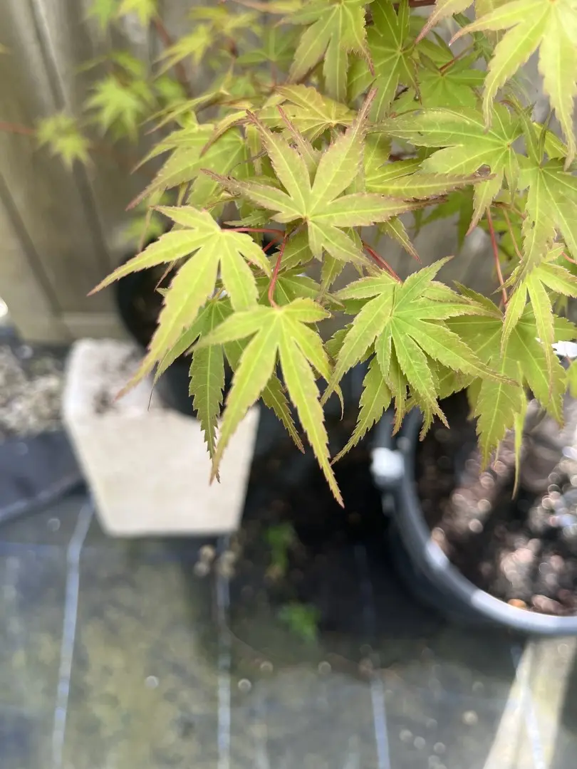 Japanese Maple Acer 'Hino-tori nishiki'