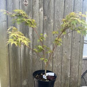 Japanese Maple Acer 'Hino-tori nishiki'