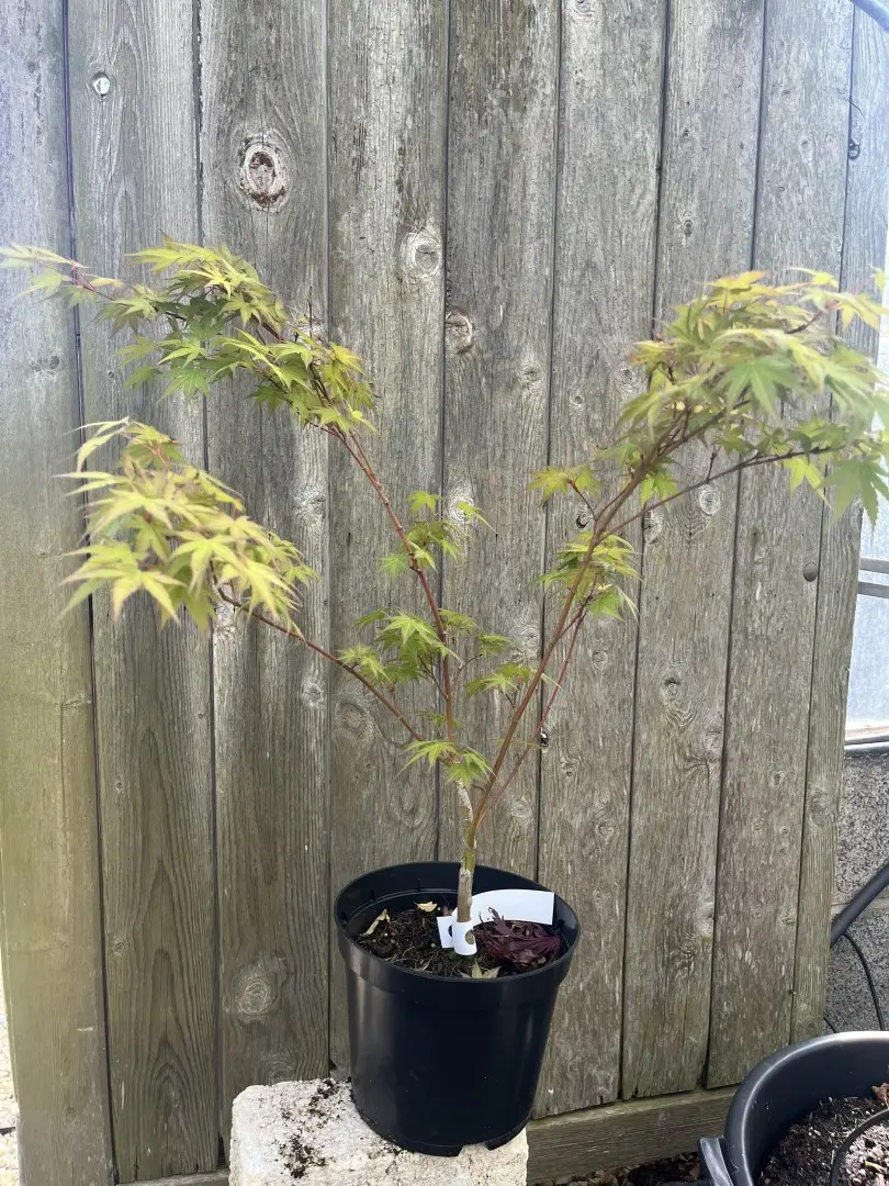Japanese Maple Acer 'Hino-tori nishiki'