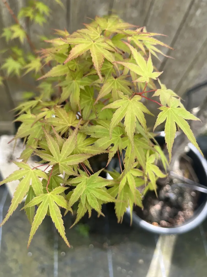 Japanese Maple Acer 'Hino-tori nishiki'