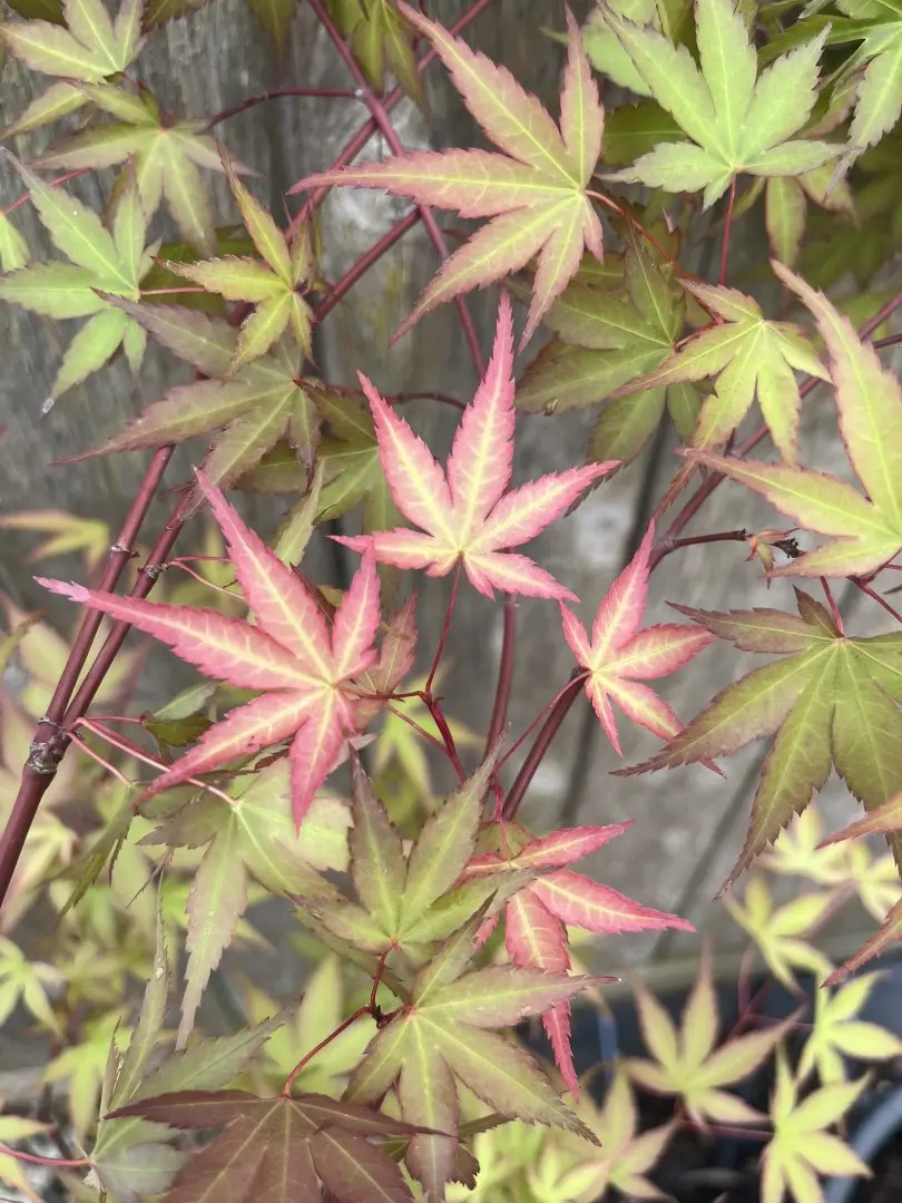 Japanese Maple Acer 'Isobel'