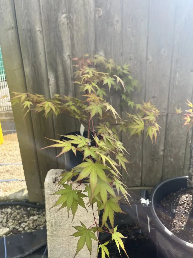 Japanese Maple Acer 'Isobel'