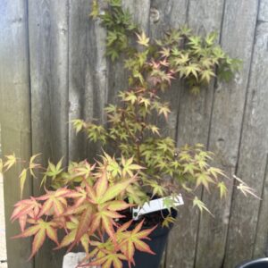 Japanese Maple Acer 'Isobel'