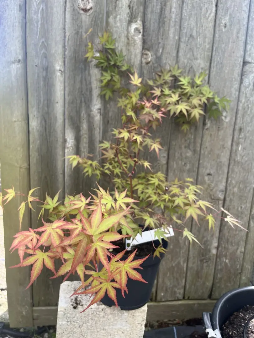 Japanese Maple Acer 'Isobel'