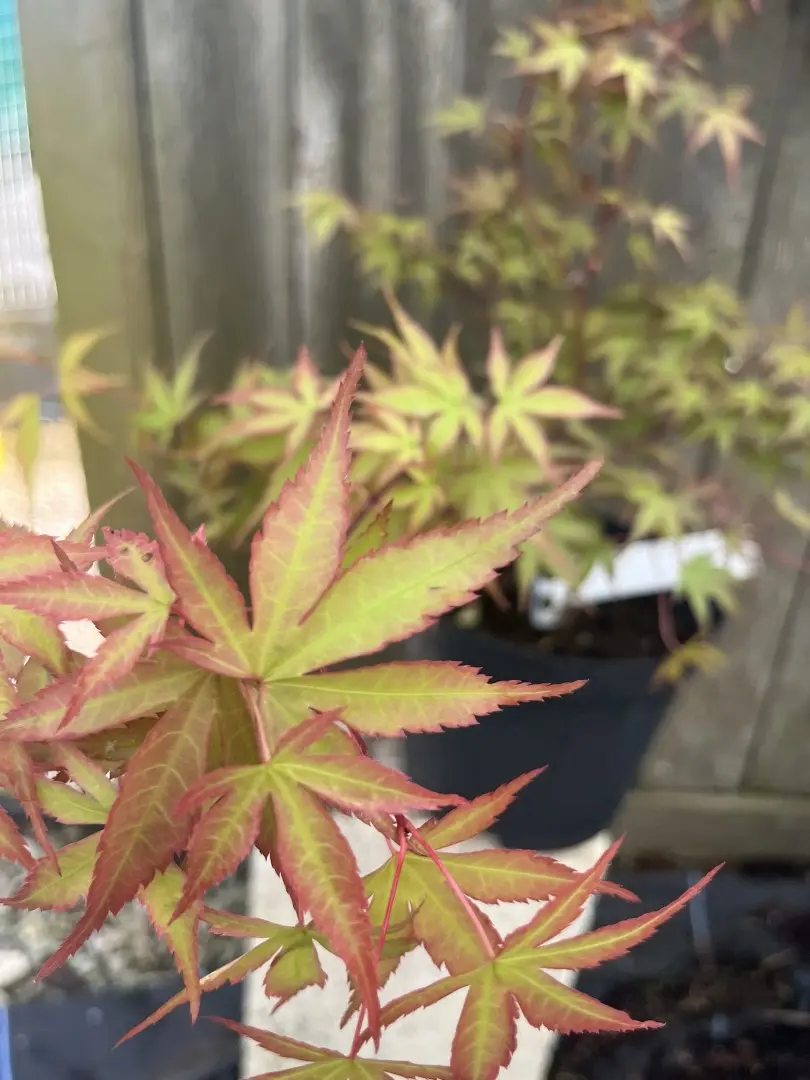 Japanese Maple Acer 'Isobel' 20/40cm (3L) - Image 5
