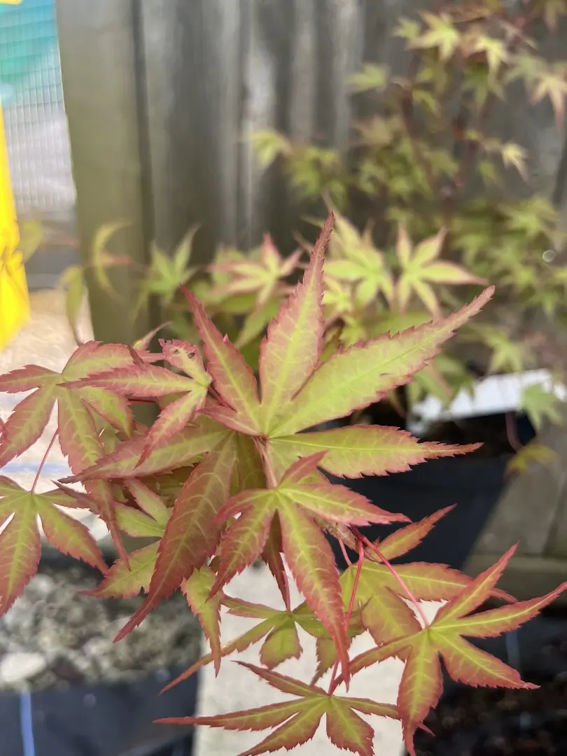 Japanese Maple Acer 'Isobel'
