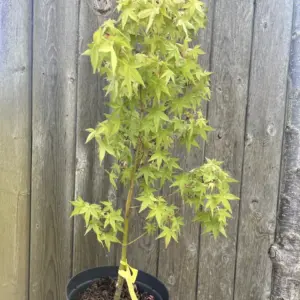 Japanese Maple Acer 'Katsura'
