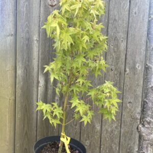 Japanese Maple Acer 'Katsura'