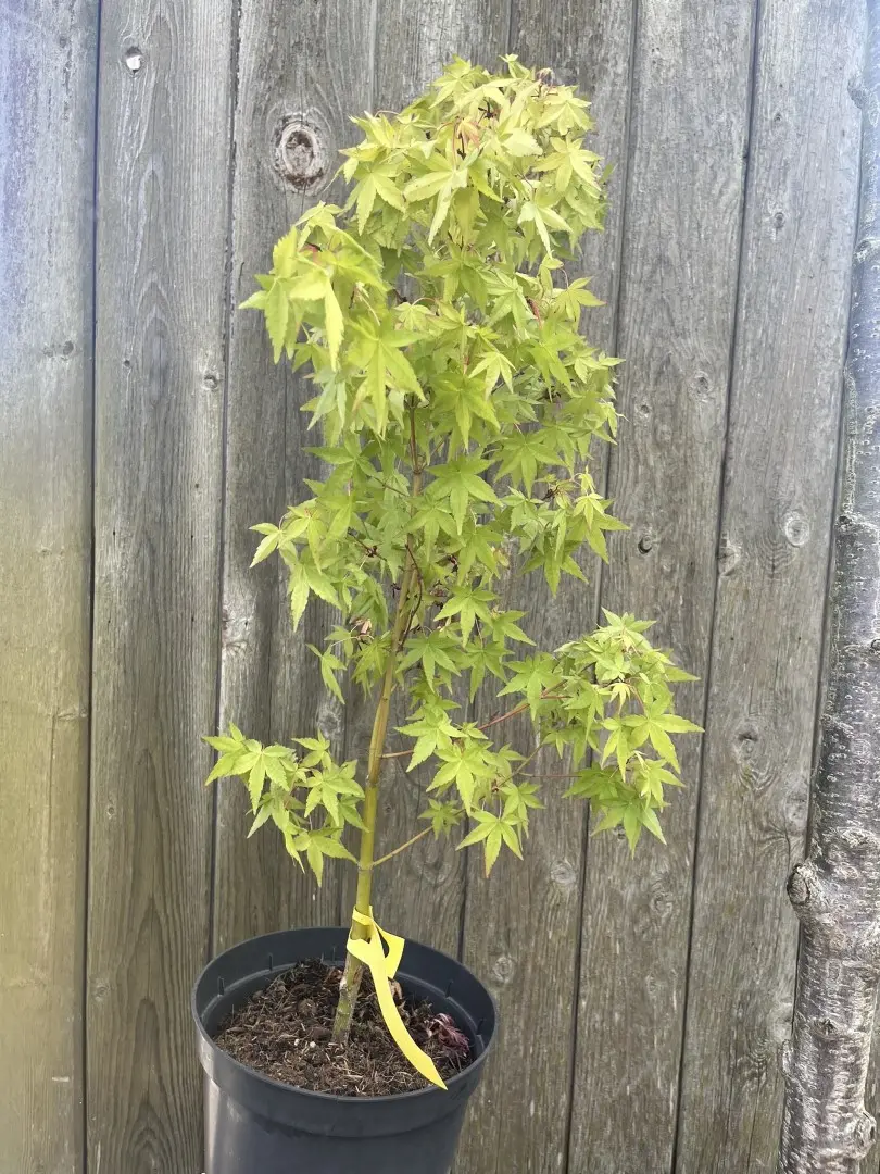 Japanese Maple Acer 'Katsura'