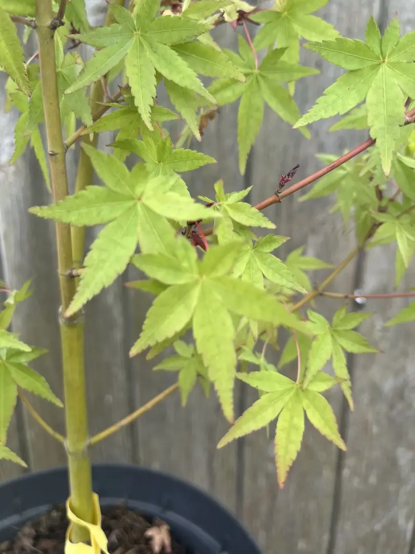 Japanese Maple Acer 'Katsura'