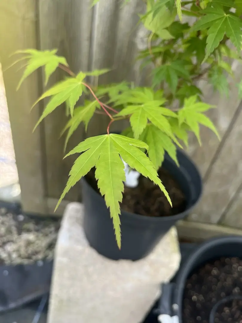 Japanese Maple Acer 'Momoiro Koyasan'