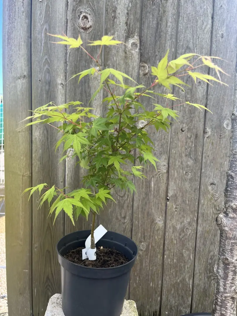 Japanese Maple Acer 'Momoiro Koyasan'