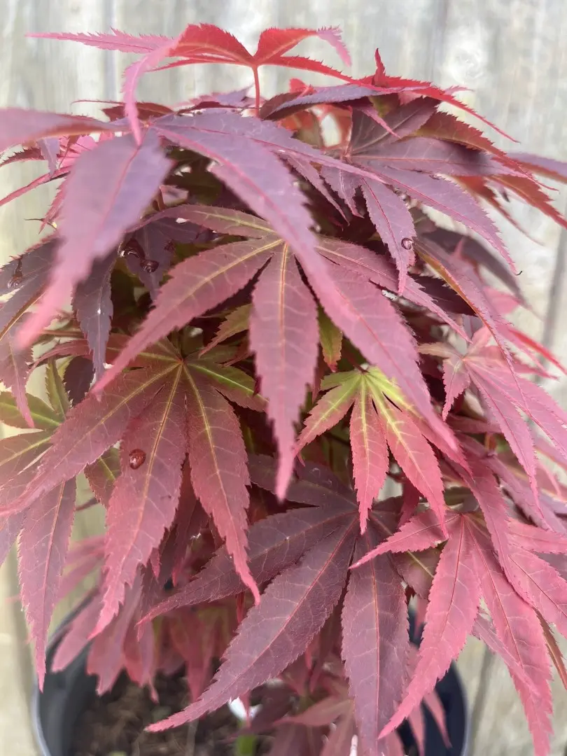 Japanese Maple Acer 'Pixie'