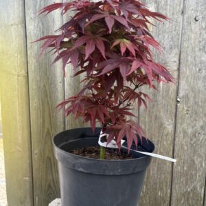 Japanese Maple Acer 'Pixie'