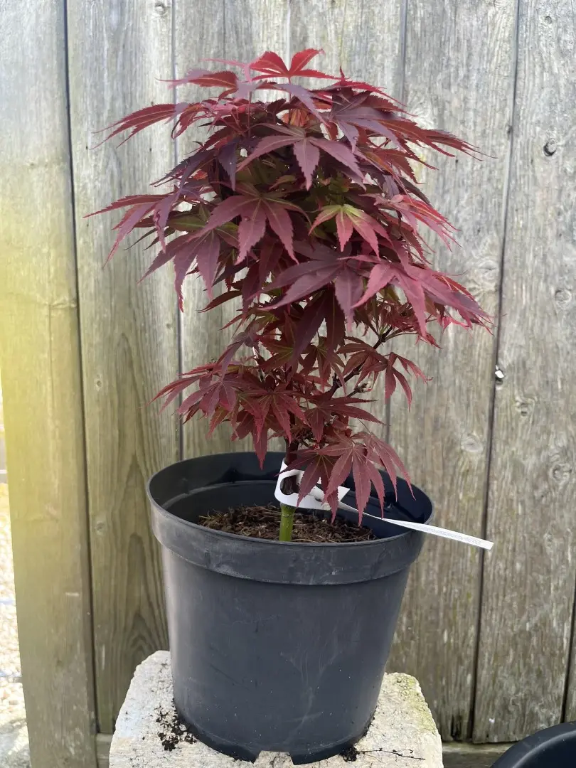 Japanese Maple Acer 'Pixie'