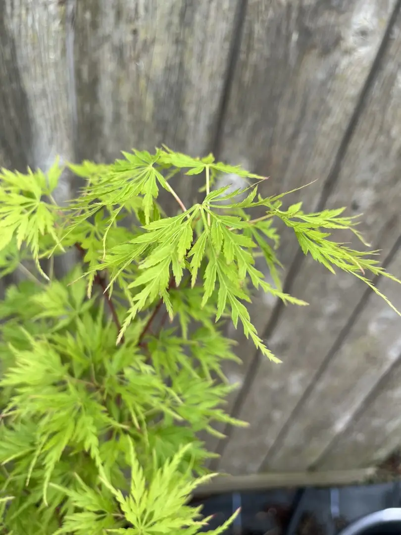 Japanese Maple Acer 'Seiryu'