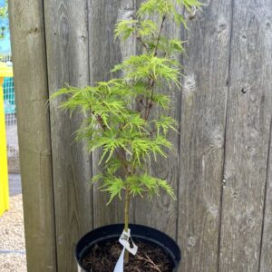 Japanese Maple Acer 'Seiryu'
