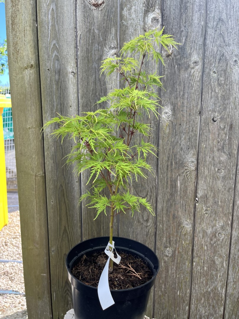 Japanese Maple Acer 'Seiryu' | Upright Dissected Maple | Yarrow