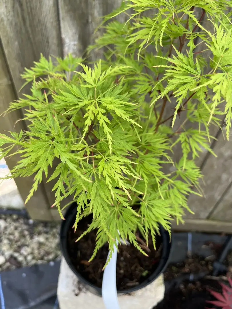 Japanese Maple Acer 'Seiryu'