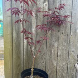 Japanese Maple Acer 'Sumi Nagashi'