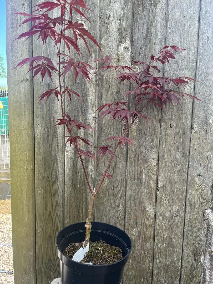 Japanese Maple Acer 'Sumi Nagashi'