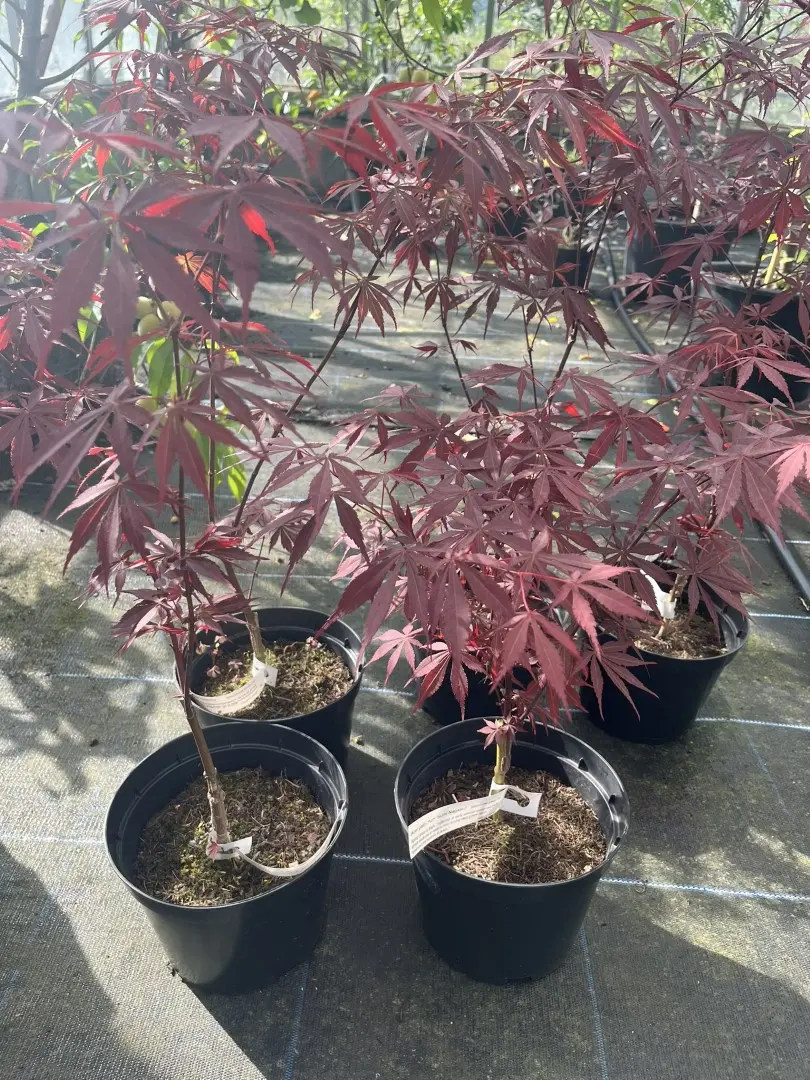 Japanese Maple Acer 'Sumi Nagashi'