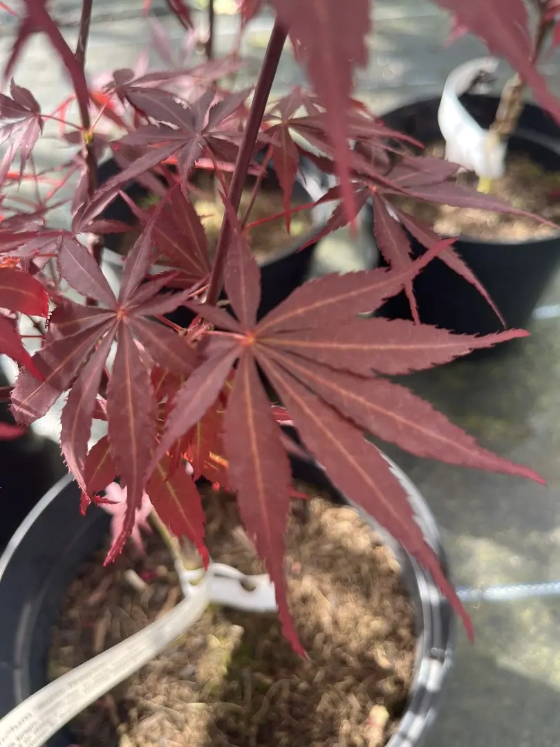 Japanese Maple Acer 'Sumi Nagashi'