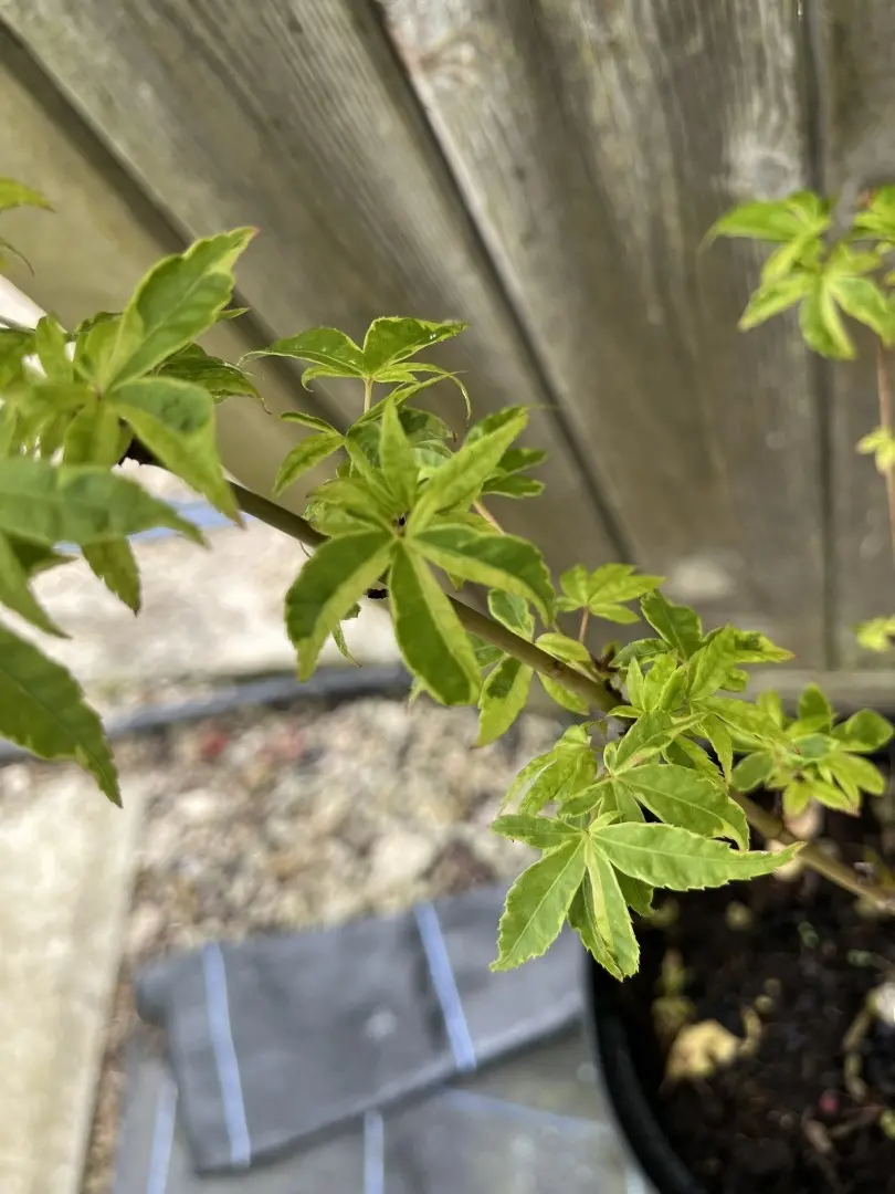 Japanese Maple Acer ‘Koto Maru’ - Acer palmatum