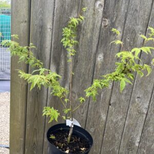 Japanese Maple Acer ‘Koto Maru’ - Acer palmatum