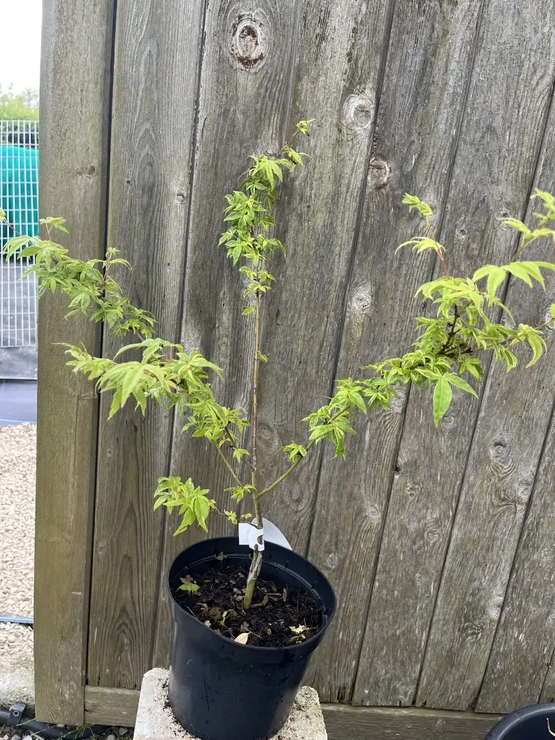 Japanese Maple Acer ‘Koto Maru’ - Acer palmatum