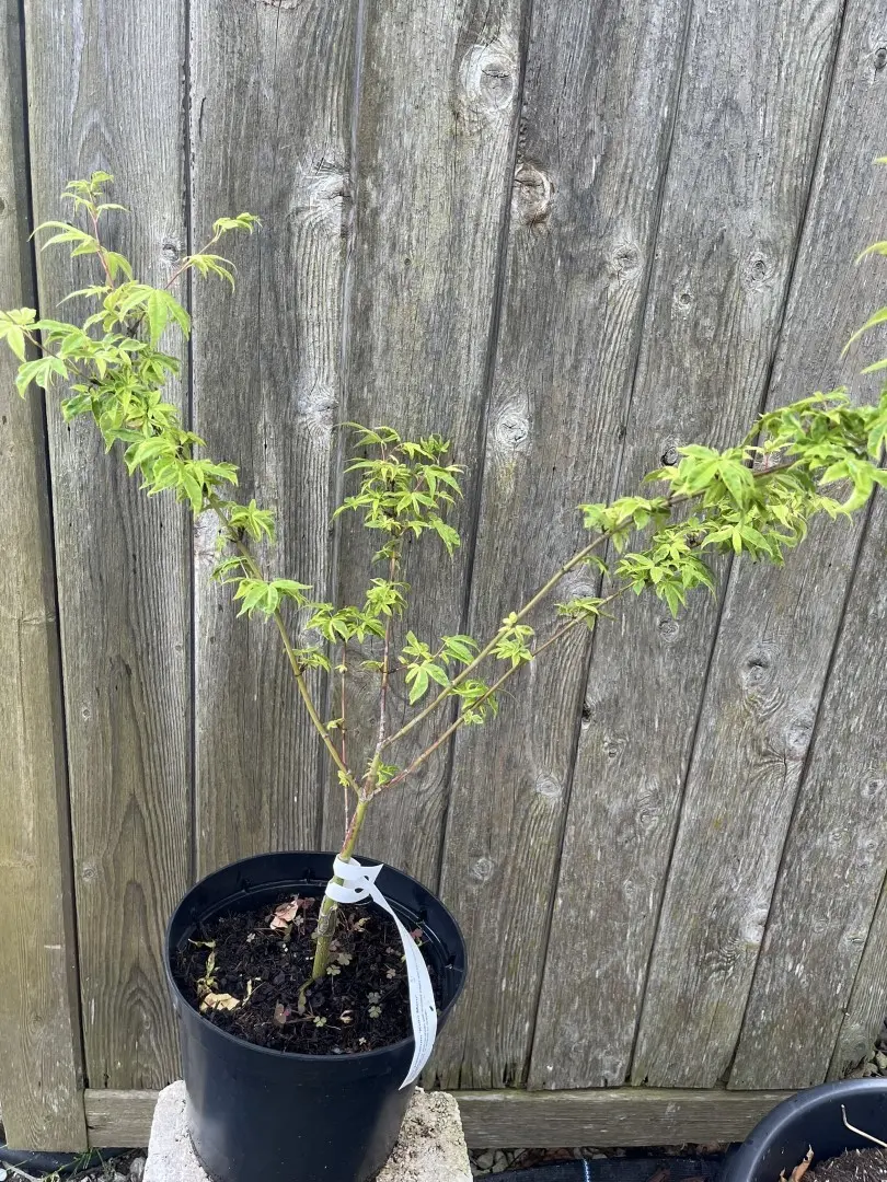 Japanese Maple Acer ‘Koto Maru’ - Acer palmatum