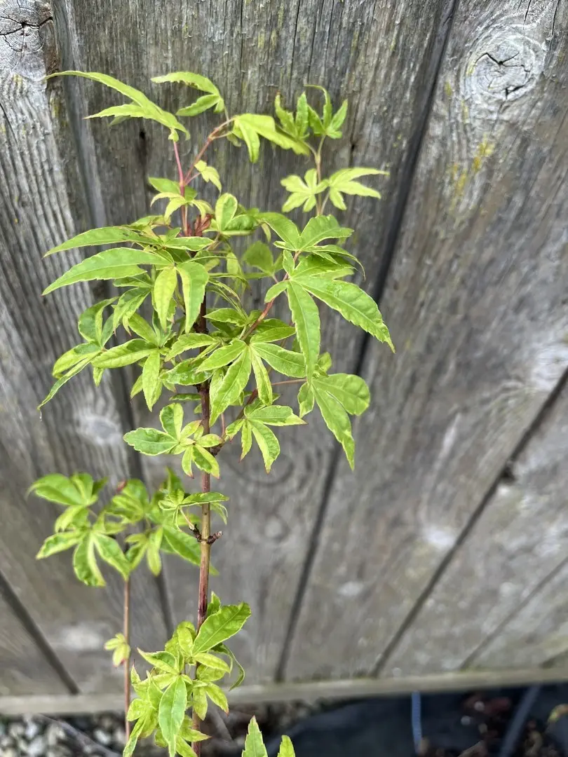 Japanese Maple Acer ‘Koto Maru’ - Acer palmatum