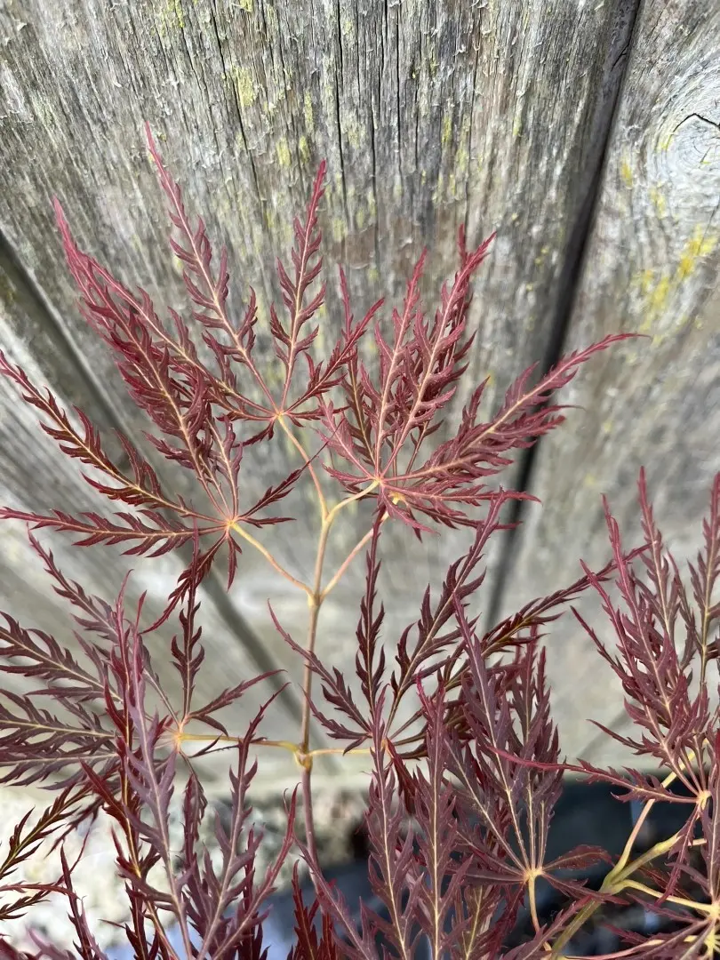 Japanese Maple Acer ‘Ornatum’ 20/40cm (3L) Acer palmatum
