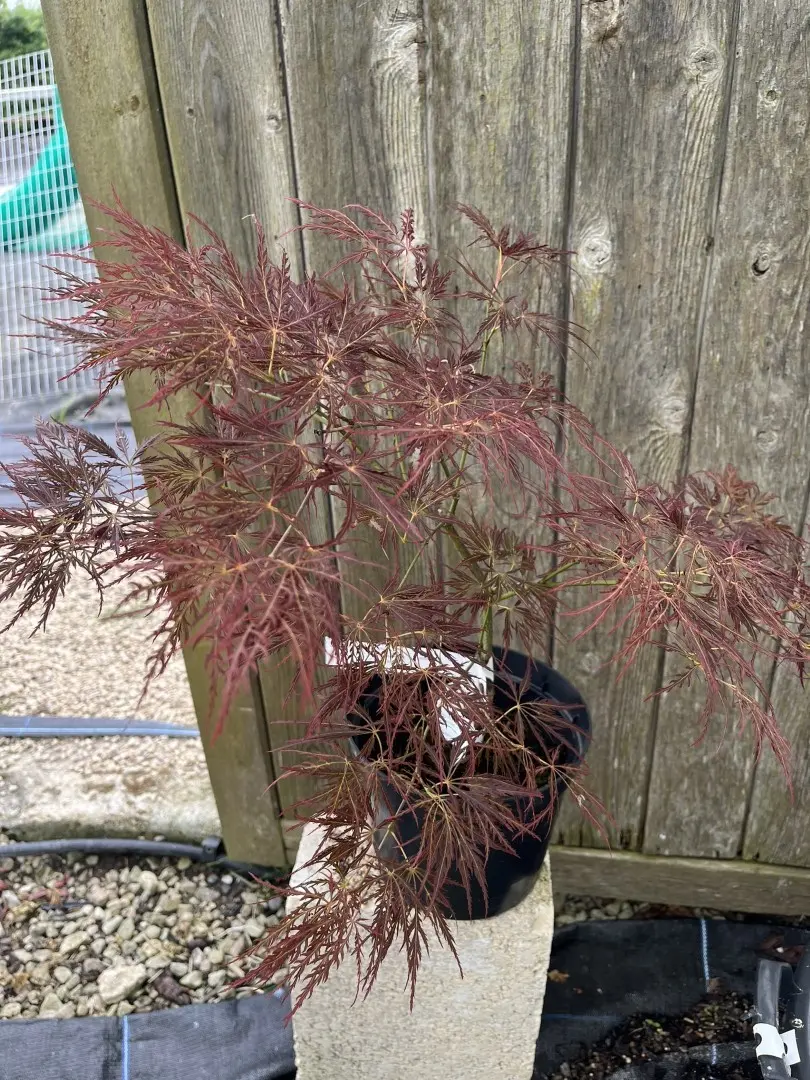 Japanese Maple Acer ‘Ornatum’ 20/40cm (3L) Acer palmatum