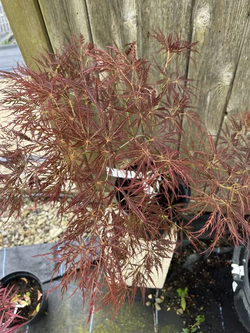 Japanese Maple Acer ‘Ornatum’ 20/40cm (3L) Acer palmatum