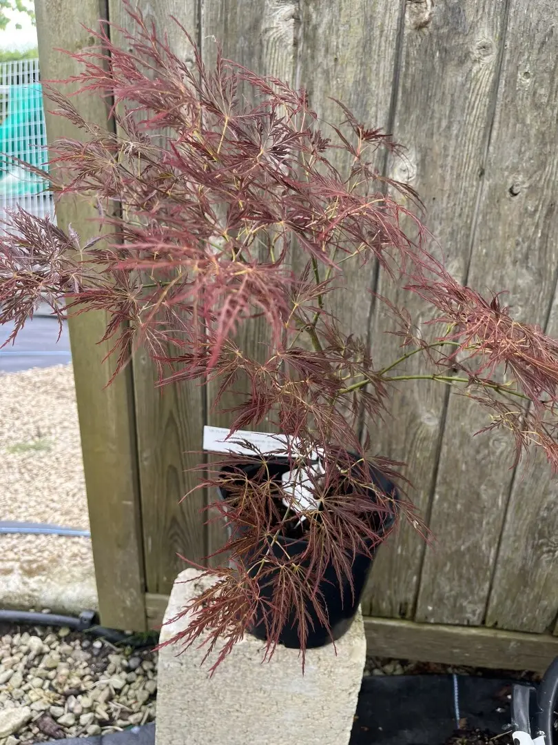 Japanese Maple Acer ‘Ornatum’ 20/40cm (3L) Acer palmatum