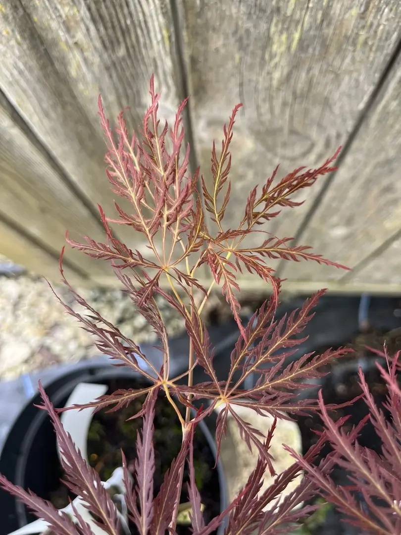 Japanese Maple Acer ‘Ornatum’ 20/40cm (3L) Acer palmatum