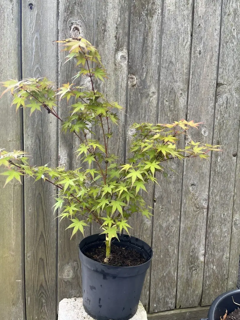 Japanese Maple Acer ‘Phoenix’ (3L) Acer palmatum